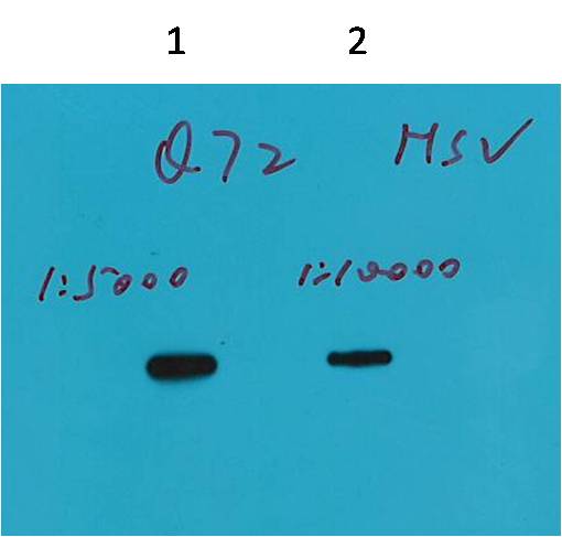 HSV-Tag Mouse mAb