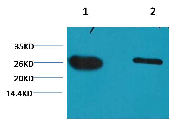 GFP-Tag Mouse mAb