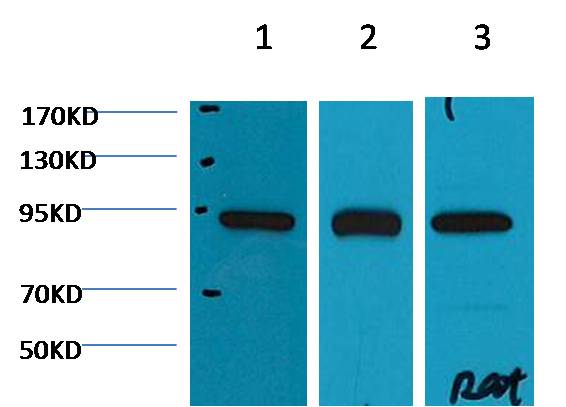 HSP90β Mouse mAb