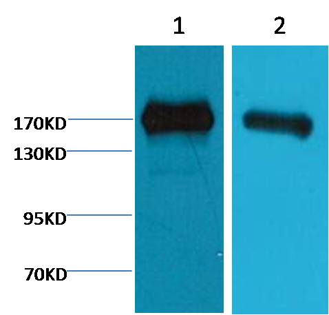EGFR Mouse mAb