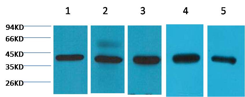 eIF4A1 Mouse mAb