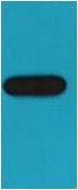 GST-Tag Mouse mAb