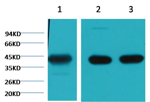 α skeletal muscle actin Mouse mAb
