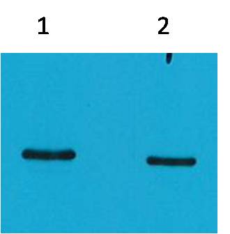SRT-Tag Mouse mAb