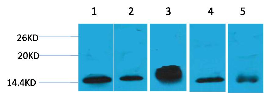 Histone H2B Mouse mAb