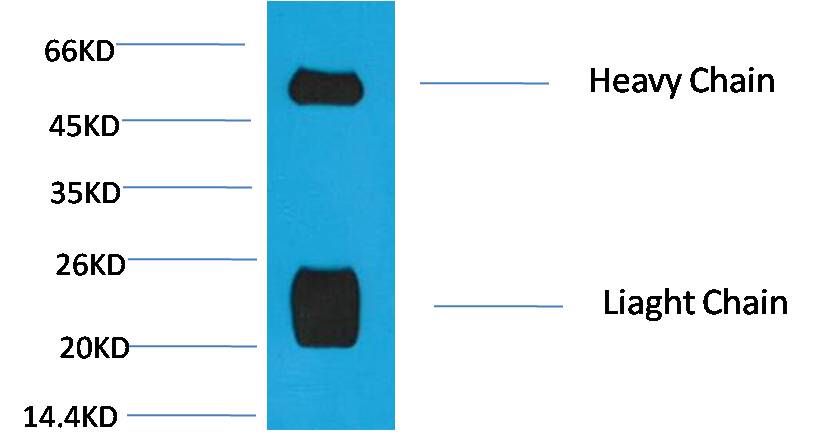 Rabbit IgG(H+L) Mouse mAb