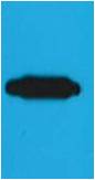 RFP-Tag  Mouse mAb