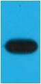 mOrange-Tag Mouse mAb