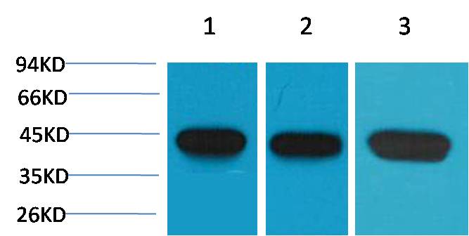 α-Smooth Muscle Actin Mouse mAb