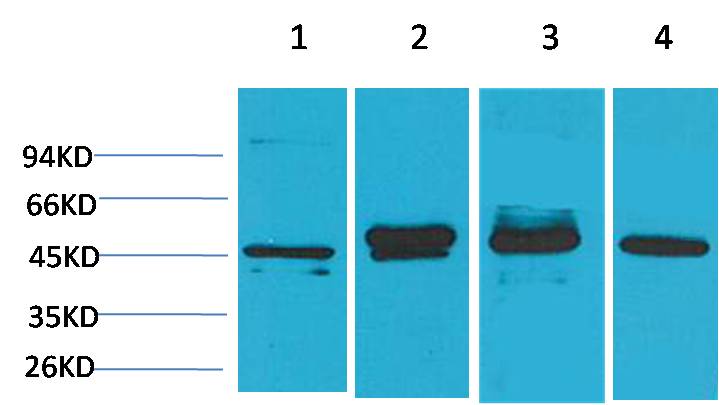 GAP43  Mouse mAb