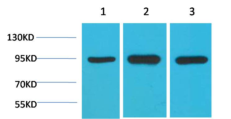 HSP90 α Mouse mAb