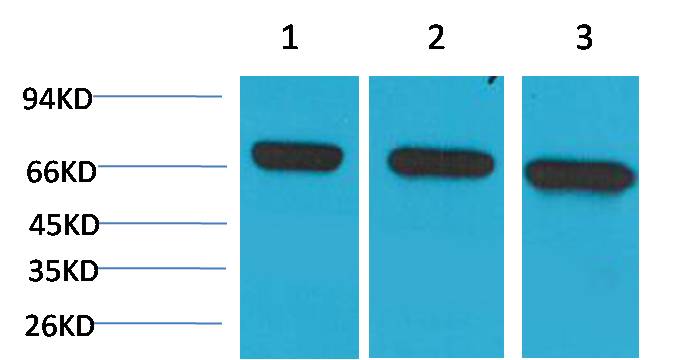 HSC70 Mouse mAb