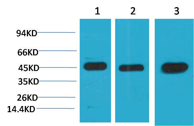 MEK2 Mouse mAb