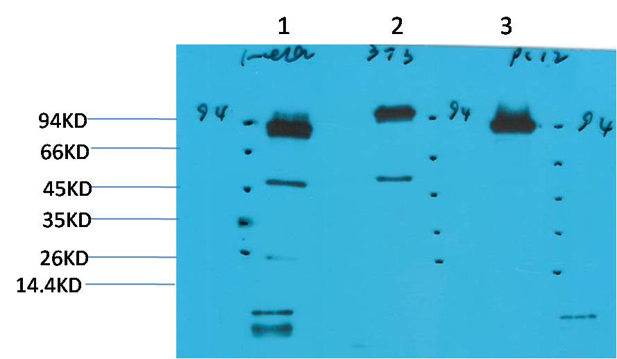 STAT3 Mouse mAb