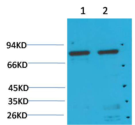 GRP78/Bip Mouse mAb
