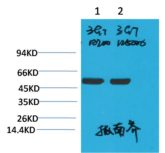 Rubisco(Large Chain) Mouse mAb