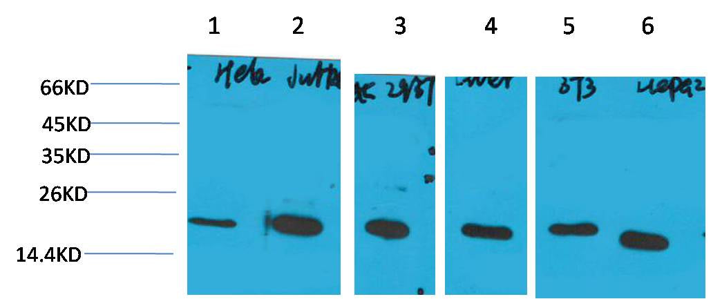 Cyclophilin B Mouse mAb
