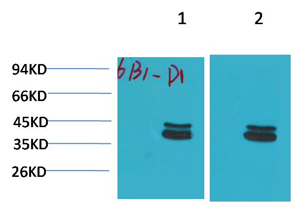 P44/42 MAPK(ERK1/2) Mouse mAb