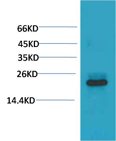HSPB8/HSP22 Mouse mAb
