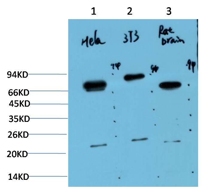 Ubiquitin (6G6) Mouse mAb
