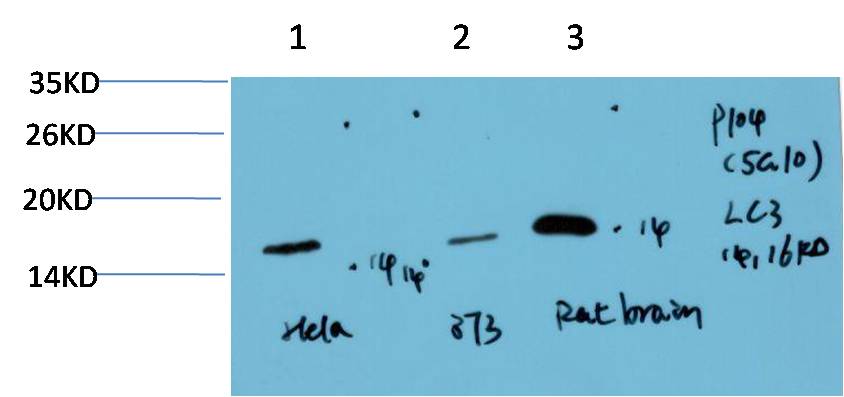 LC3A (5G10) Mouse mAb