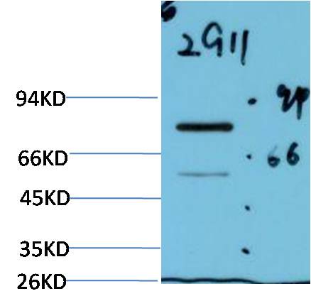 Luciferase (2G11) Mouse mAb
