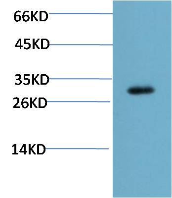 CHOP (2B1) Mouse mAb