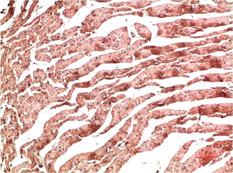 VE-Cadherin (3G8) Mouse mAb