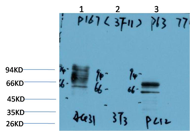 P63-α (3F11) Mouse mAb