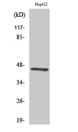 Acrosin rabbit pAb