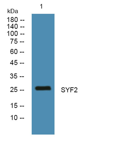SYF2 rabbit pAb