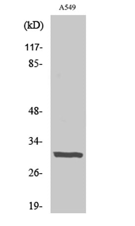 Adiponectin rabbit pAb