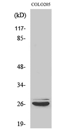 Caspase-14 rabbit pAb