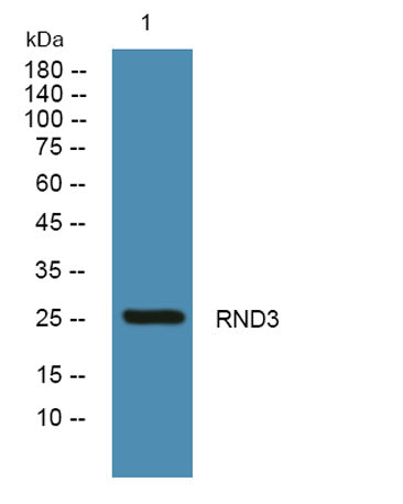 RND3 rabbit pAb