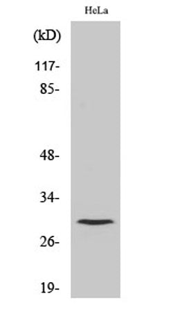 Cleaved-Cathepsin L1 HC (T288) rabbit pAb