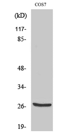 Cleaved-Cathepsin Z (L62) rabbit pAb