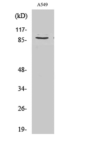 Cleaved-COL3A1 (G1221) rabbit pAb