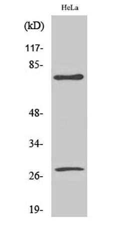 Cleaved-Lamin A (D230) rabbit pAb