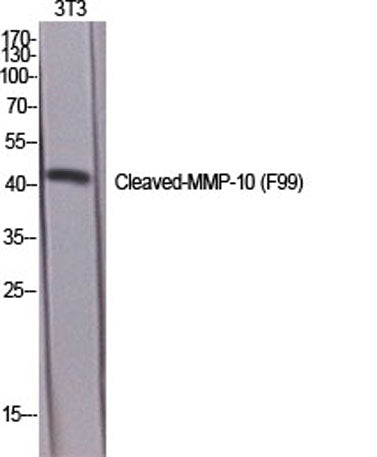 Cleaved-MMP-10 (F99) rabbit pAb