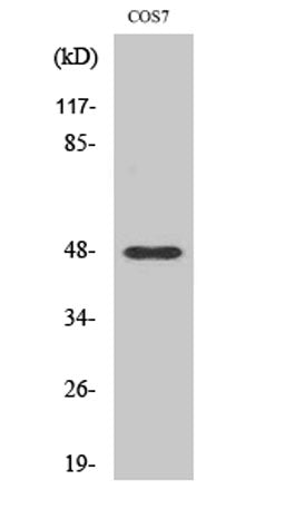 Cleaved-MMP-27 (Y99) rabbit pAb