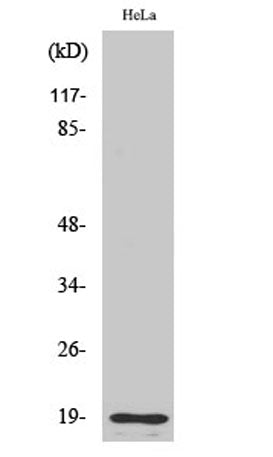 Cleaved-Thrombin APII (R327) rabbit pAb