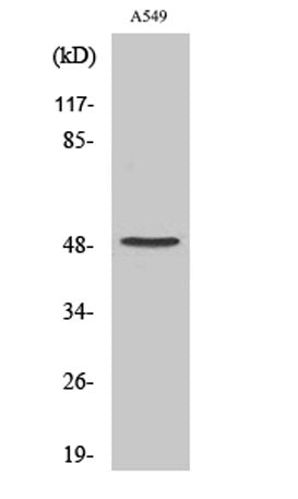 Cleaved-Factor X/ Factor X LC (A41) rabbit pAb