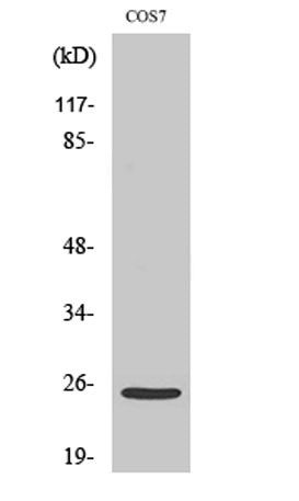 Cleaved-Integrin α7 LC (E959) rabbit pAb