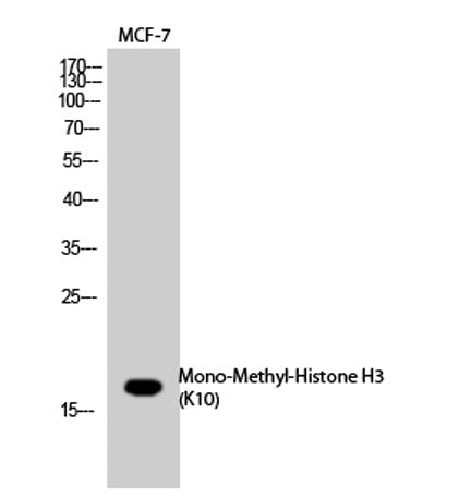 Histone H3 (Mono Methyl Lys10) rabbit pAb
