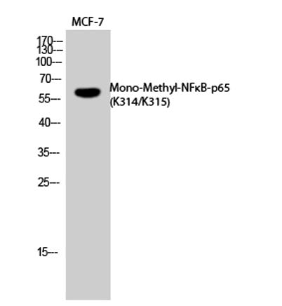 NFκB-p65 (Mono Methyl Lys314/Lys315) rabbit pAb