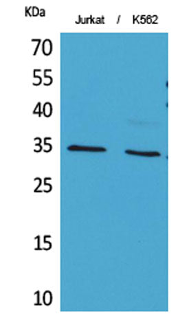 Ref-1 (Acetyl Lys7) rabbit pAb