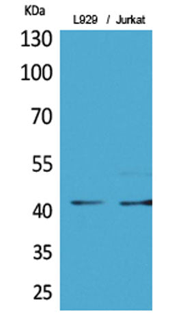 E2F-4 (Acetyl Lys96) rabbit pAb