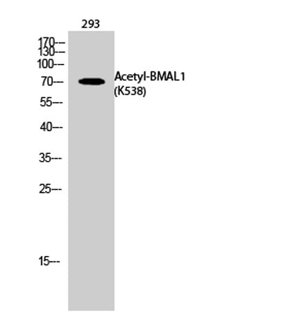 BMAL1 (Acetyl Lys538) rabbit pAb