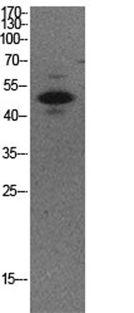 p53 (Acetyl Lys373) rabbit pAb