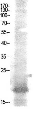NF-E4 (Acetyl Lys43) rabbit pAb